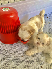 Vida Mansa Water Dispenser 67.6 oz / 2000 ml - for Dogs and Cats (No Wet Fur) Opaque Purple