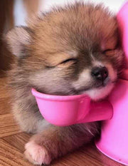 Vida Mansa Water Dispenser 47.3 oz / 1400 ml - for Dogs and Cats (No Wet Fur) White